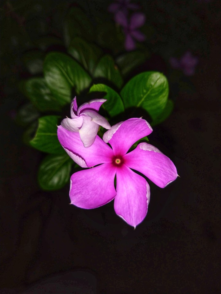 Wild flower blossom