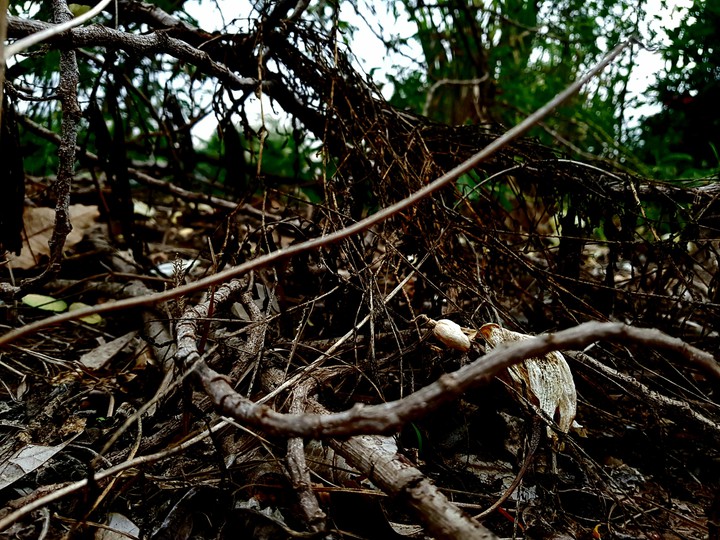 Twigs