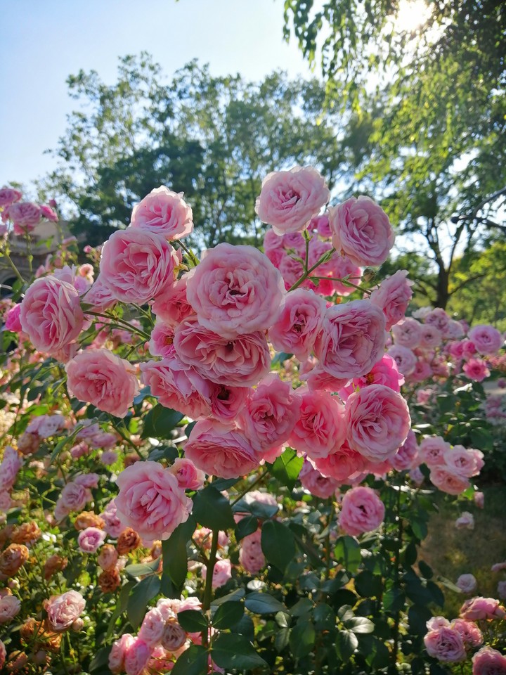 Rosey rose