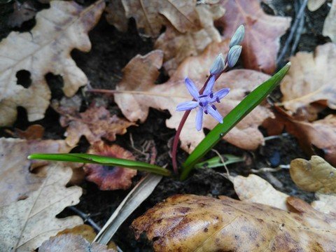 nature
