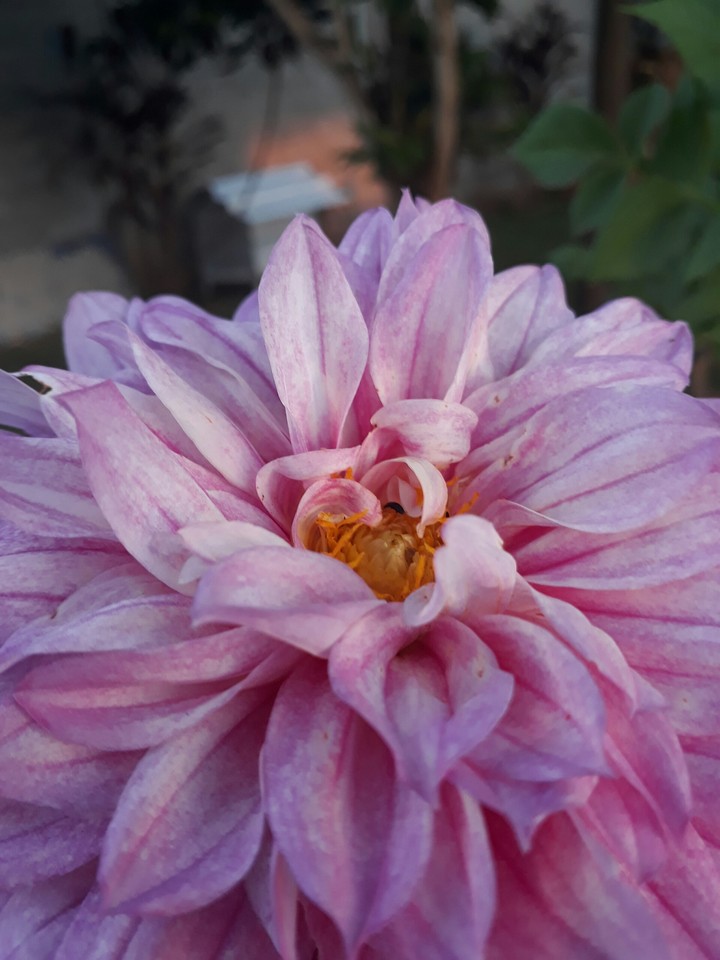Flores