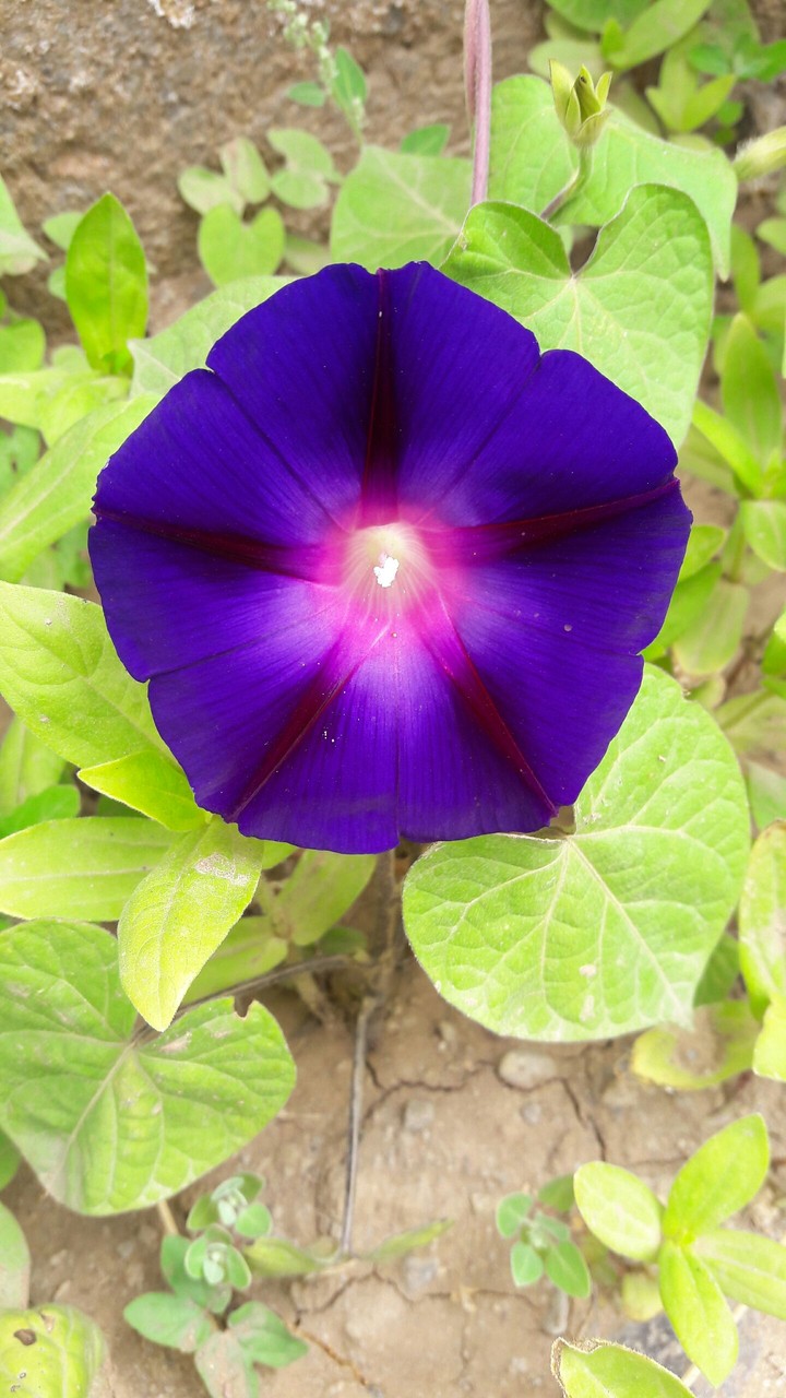 گل
