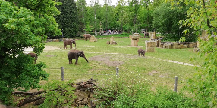 elephants