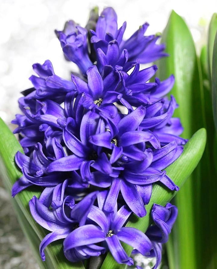 purple