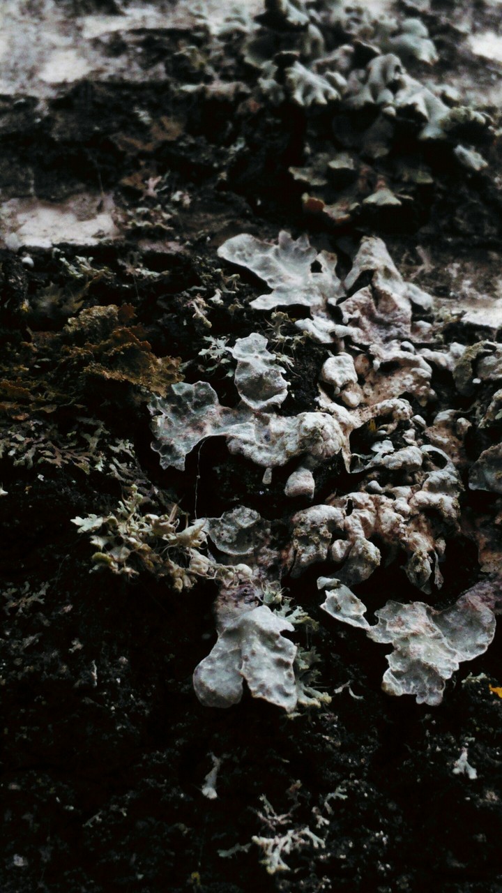 lichen•