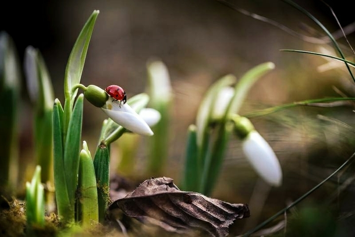 spring
