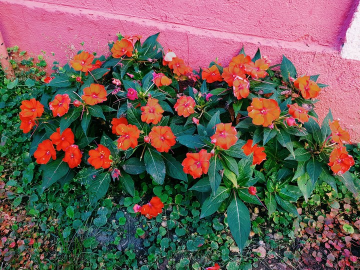 Flores de penedo