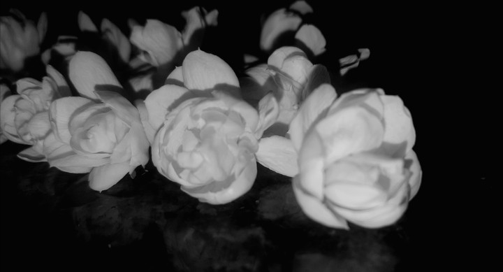 Jasmine