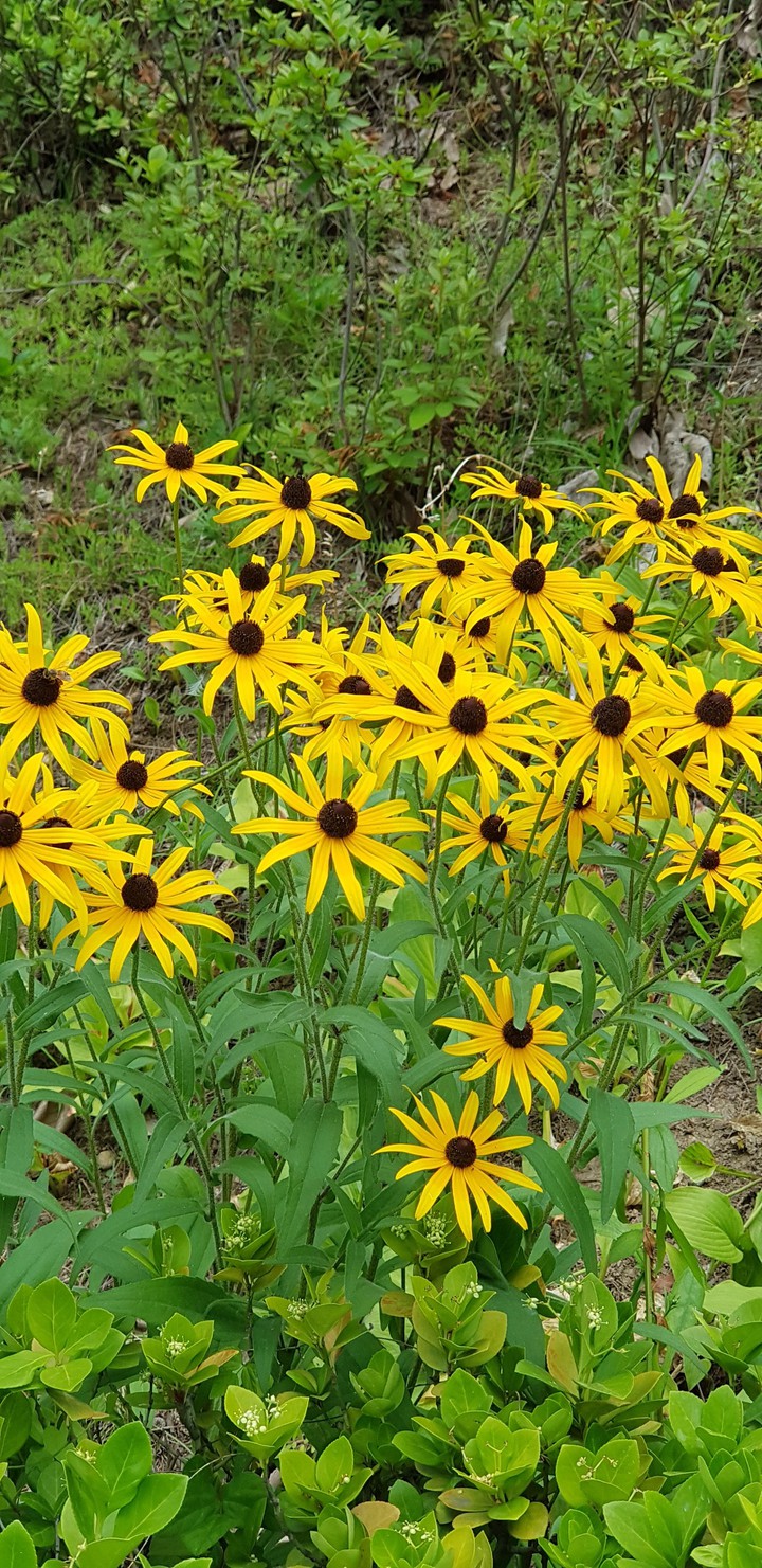 summer seoul flower