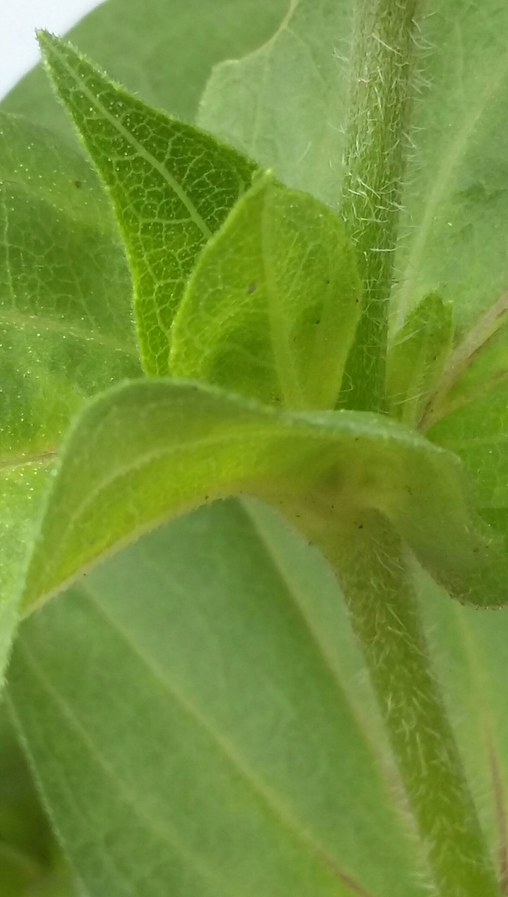 leaf's