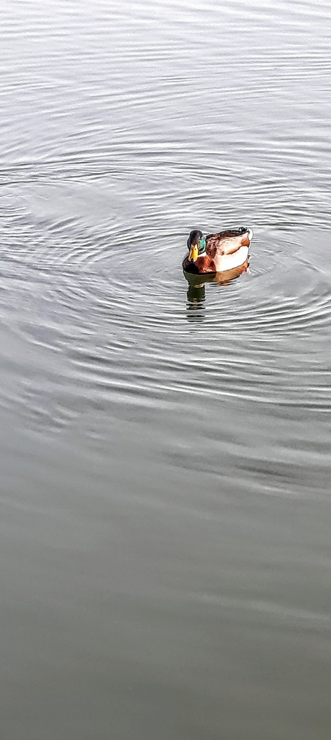 Ente