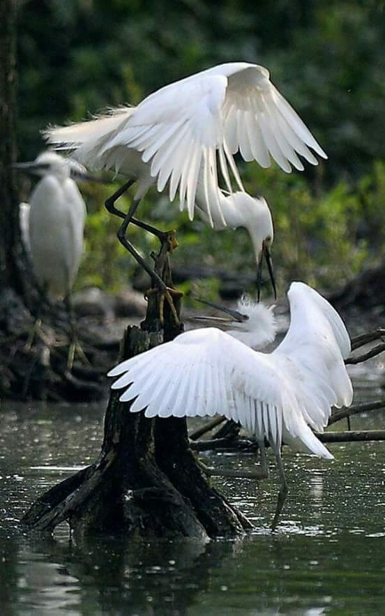 naturaleza