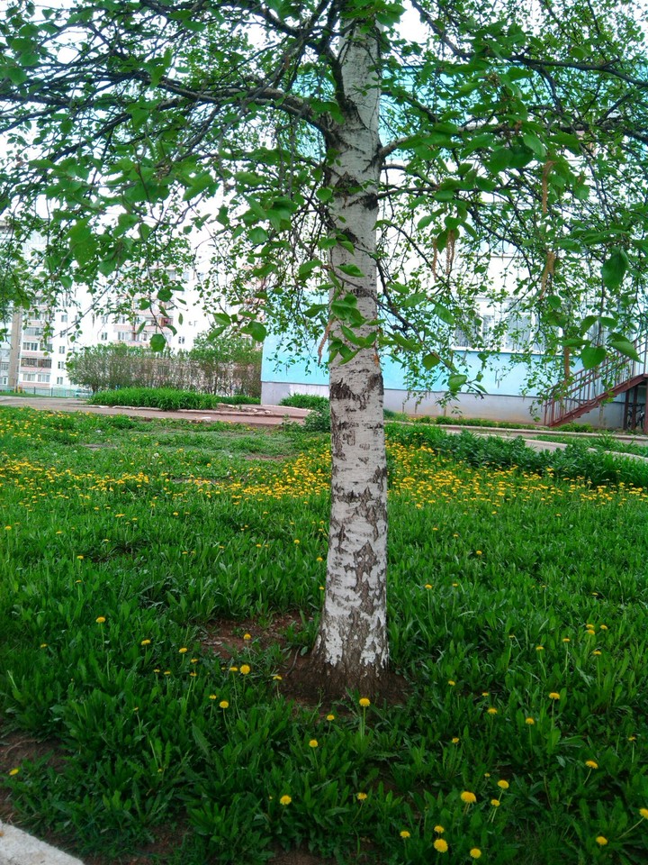beauty))))