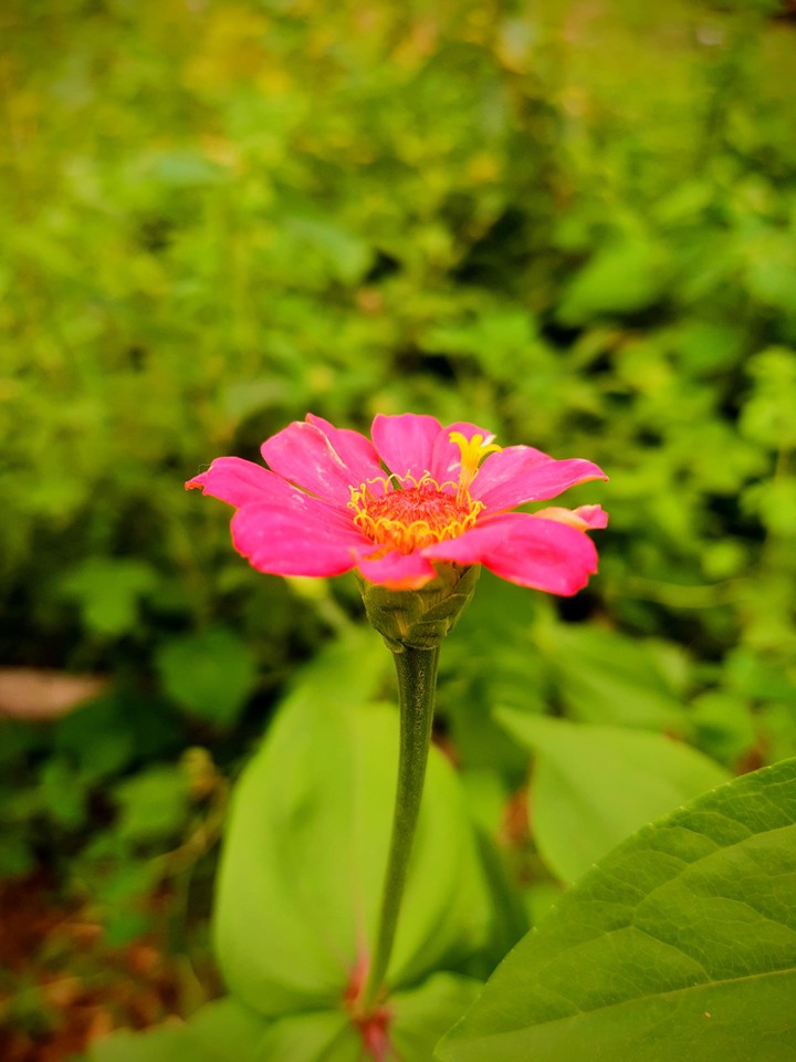 Flor