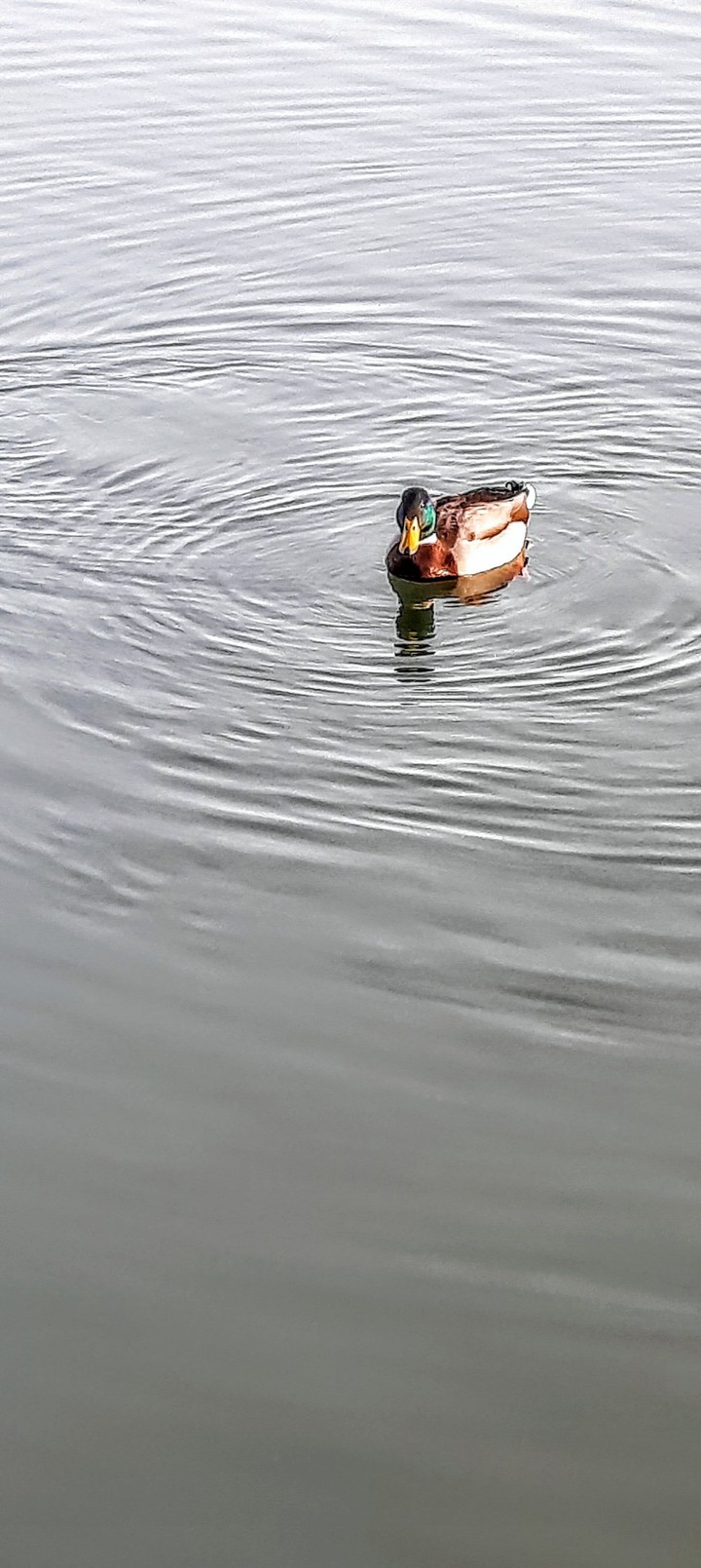 Ente
