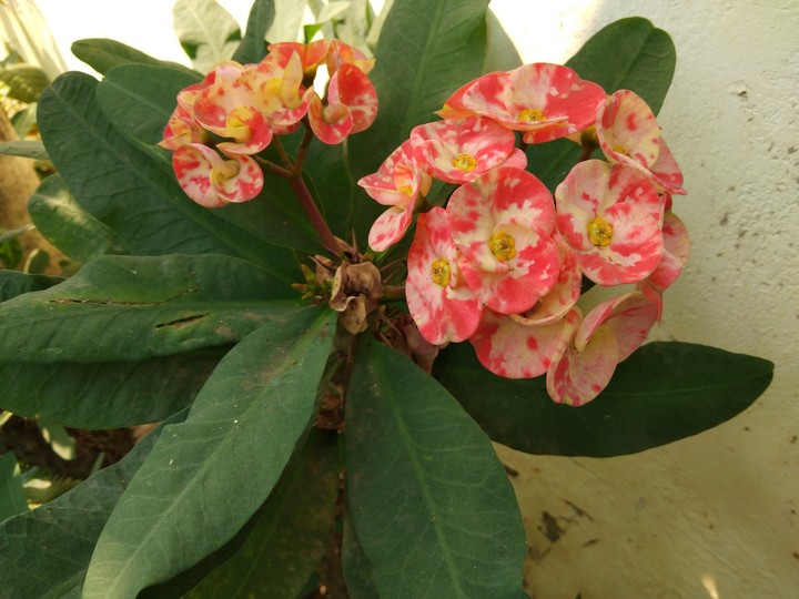winter flowers