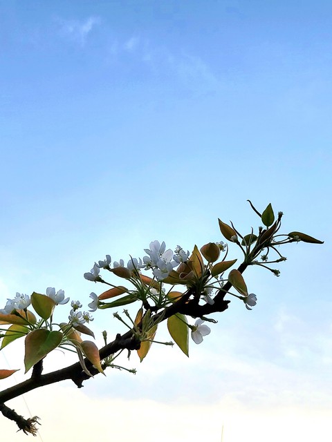 tree, sky wallpapers