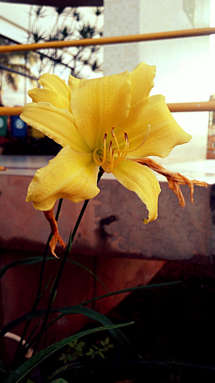 Hemerocallis amarela.