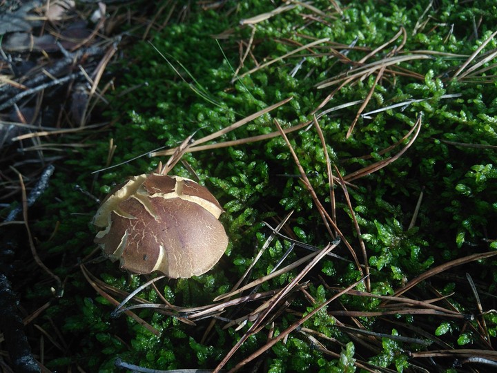 Kingdom of moss