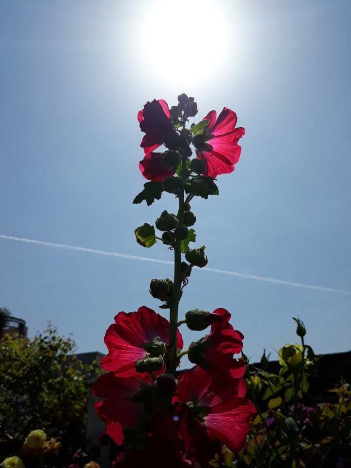 photo from my garden