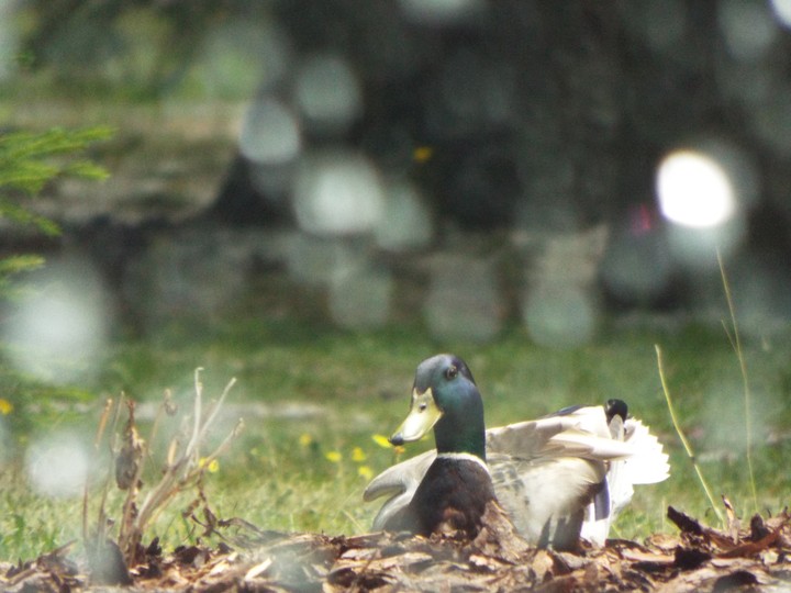 A wild duck next to the fountain