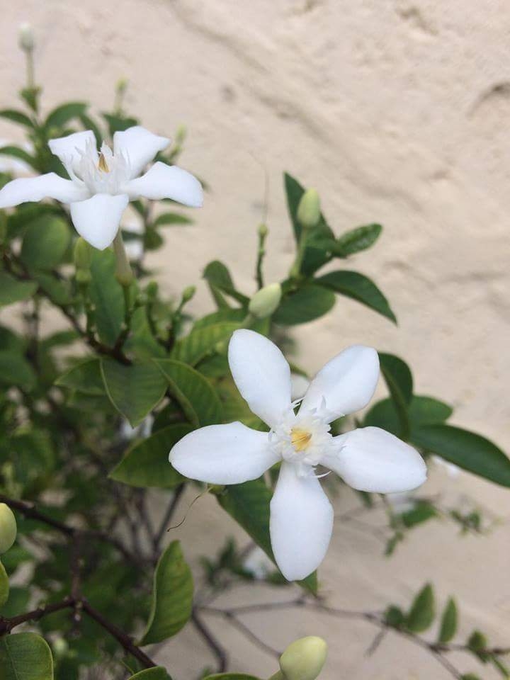 white flower