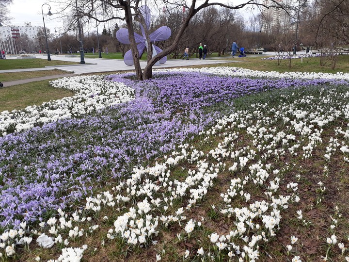 flowers in the garden
