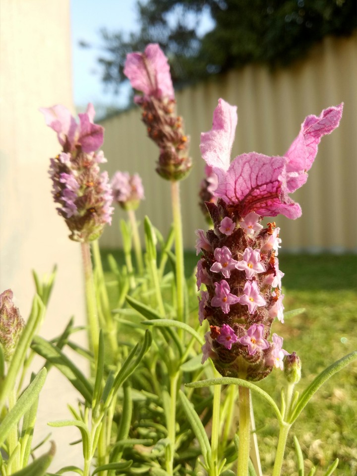 Lavender