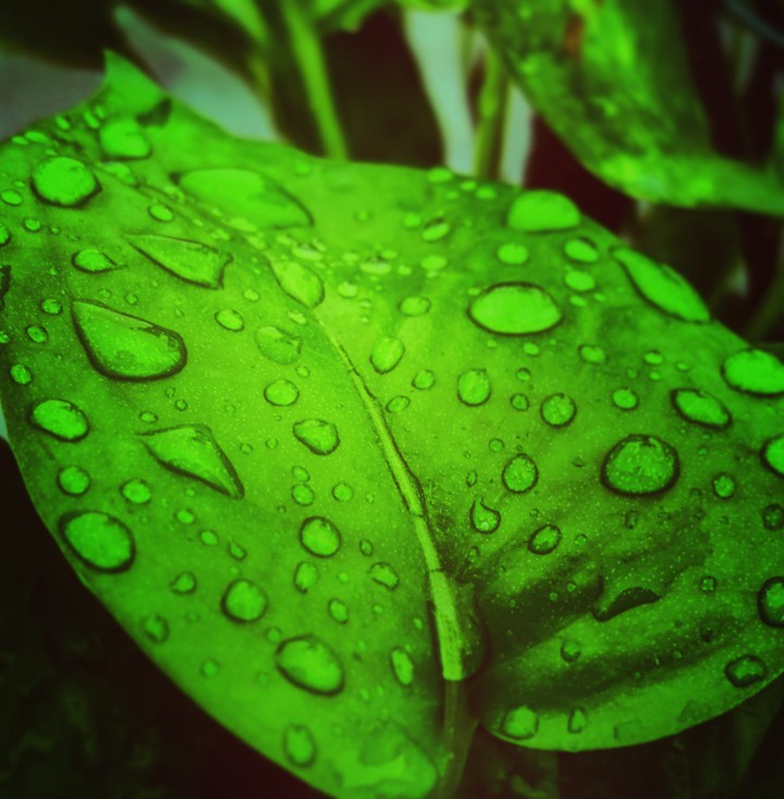 rain leaf
