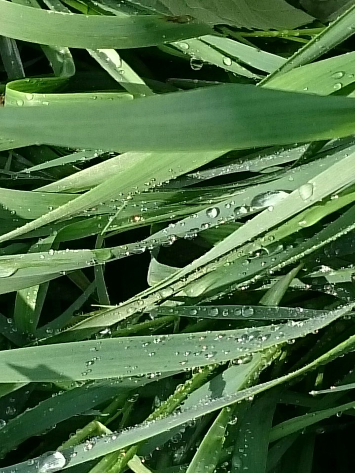 Gras
