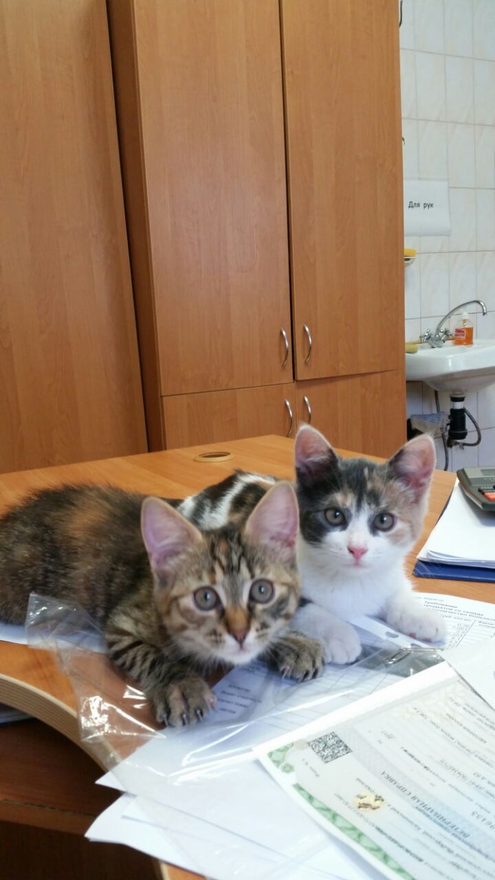 котейки