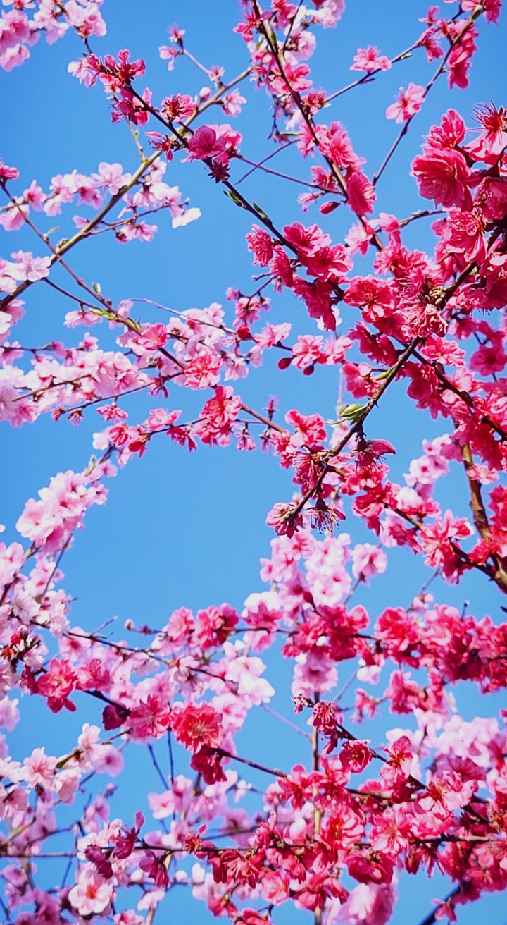 a peach blossom 복숭아꽃