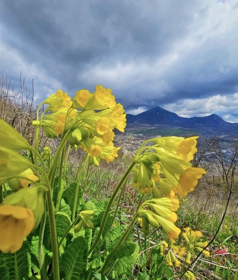 шпалери flower, Yellow