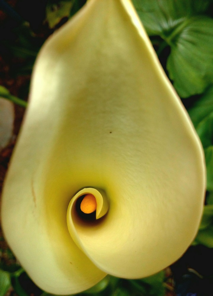 Majestic Lotus