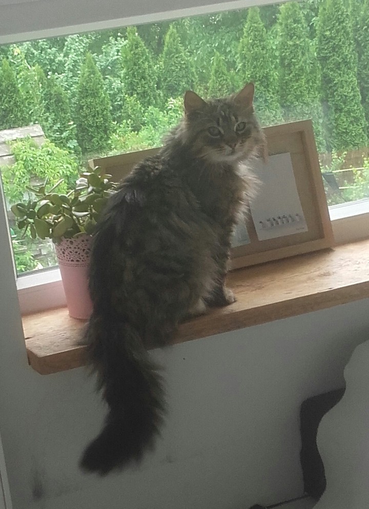 Love cats