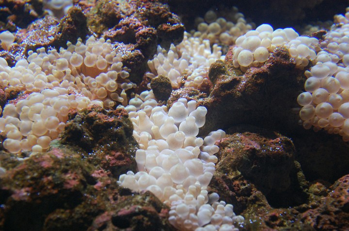 Aquarium life