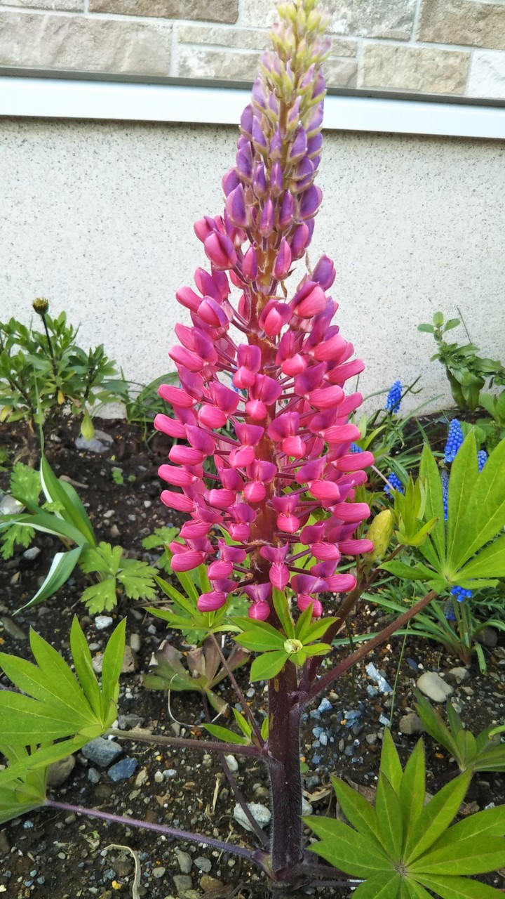 Lupins