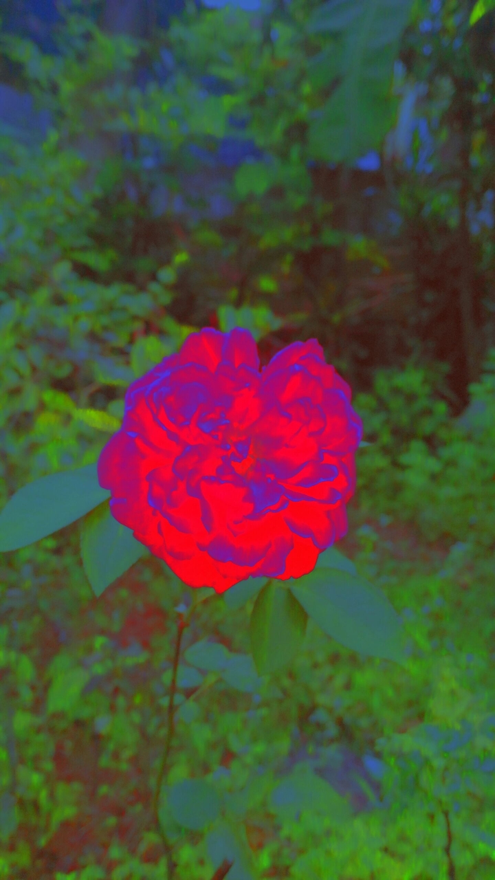 flowers enhancing our minds