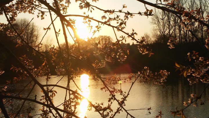 Sun/Tree