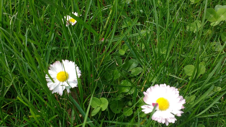Two daisies:)