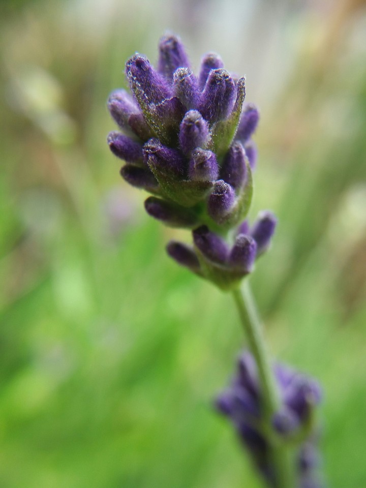 Lavender