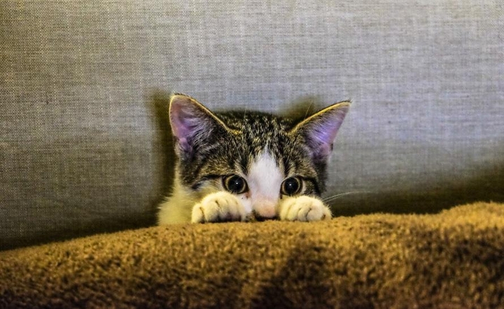 Little Kitten