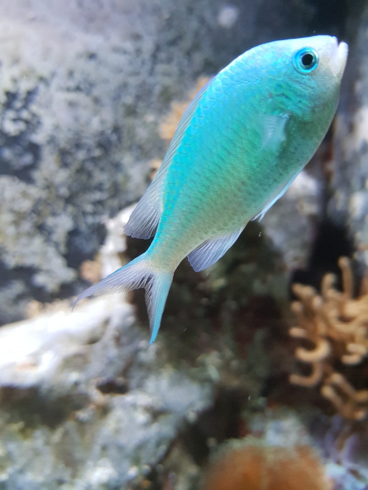 Fisch