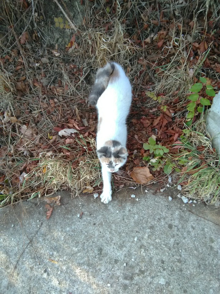 cat