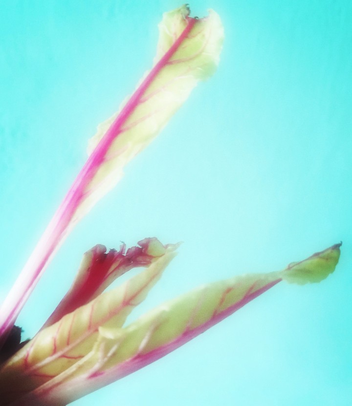 The leaf
