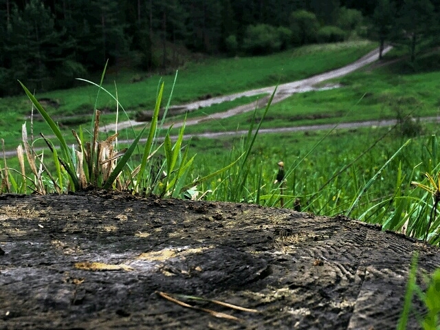 forest