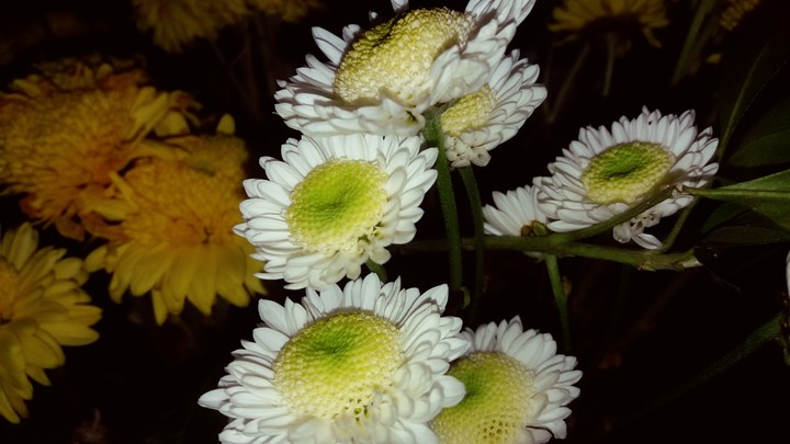 ???son tan hermosas:)