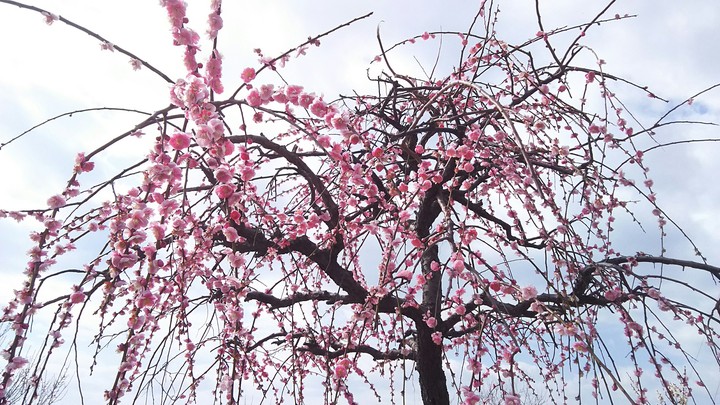 Ume Festival