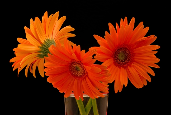 Orange flowers.
