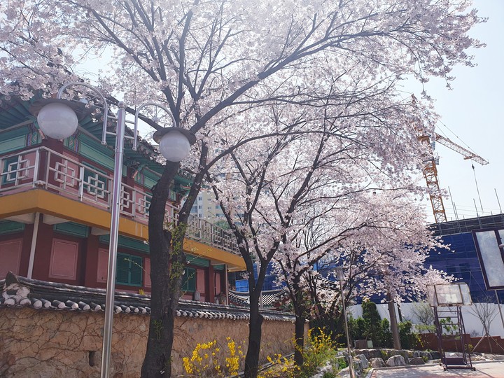 봄은항상기다려지는계절...
